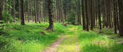 Rozejście szlaków ↔ Chełmsko Śląskie, granica PL / CZ