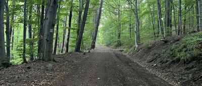 Skrzyżowanie szlaków niebieski / zielony
