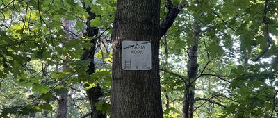 Ptasia Kopa, byłe schronisko ↔ Rozejście szlaków