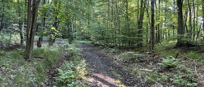 Rozdroże pod Ptasią Kopą