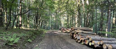 Rozdroże pod Ptasią Kopą