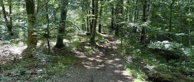 Niedźwiadki, rozejście