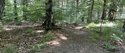 Niedźwiadki, rozejście