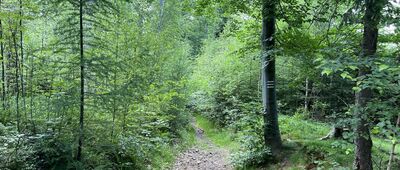 Rozdroże Czarne ↔ Wałbrzych, Podgórze