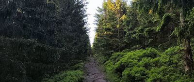 Rozdroże pod Zwaliskiem ↔ Rozejście szlaków