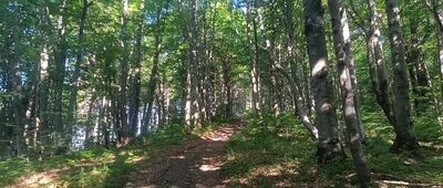 Przełęcz pod Borsukiem