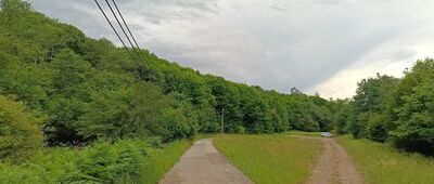 Polana