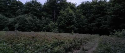 Czerteż