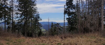 Surov, rázc. ↔ Breza