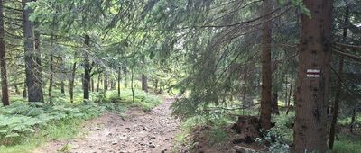 Stecówka, droga ↔ Skrzyżowanie Do Buka