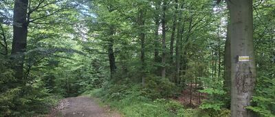 Smerekowiec ↔ Przełęcz Salmopolska