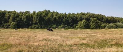 Jezioro Uściwierz ↔ Stare Załucze, rozejście szlaków
