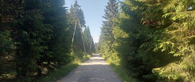 Polana Jakuszycka ↔ Rozdroże pod Działem Izerskim [Żółty szlak w kierunku schroniska Orle, kilka minut drogi od Polany Jakuszyckiej]