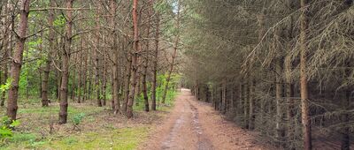 Żytkowice, dworzec kolejowy ↔ Brzustów