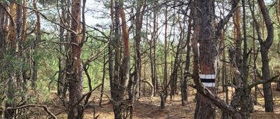 Żytkowice, dworzec kolejowy ↔ Brzustów