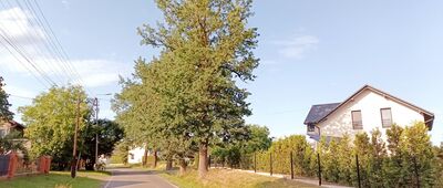 Studzienice ↔ Promnice