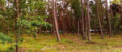 Piłka ↔ Pusta Kuźnica