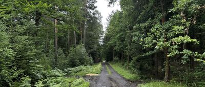 Cygańskie Skały ↔ Odejście "Szlaku kamiennych krzyży" 