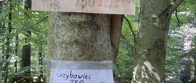 Rozdroże pod Grzybowcem ↔ Michałowice