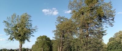 Sośniowice, ul. Powstańców