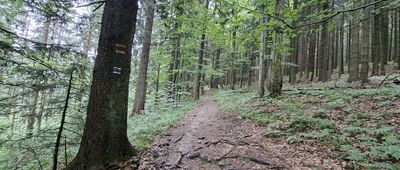 Šindelná, sedlo ↔ Ropice, rozc.
