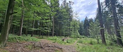 Babí Vrch, rozc.