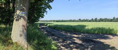 Dobra, rozwidlenie szlaków