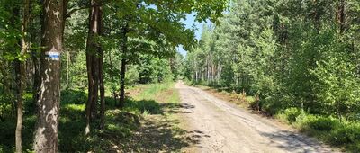 Dobra, rozwidlenie szlaków ↔ Osiecznica