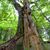 Dendrologiczny support