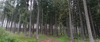 Brestová, rázcestie