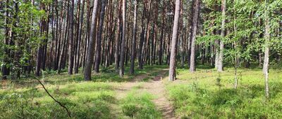 Lipsko ↔ Solec nad Wisłą, ul. Zamkowa