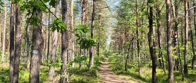 Tuł, ul. Papczyńskiego ↔ Ostrówek, ul. Leśna