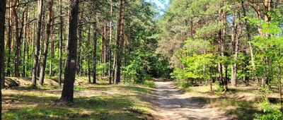Jasienica, ul. Warszawska ↔ Ostrówek, ul. Kolejowa