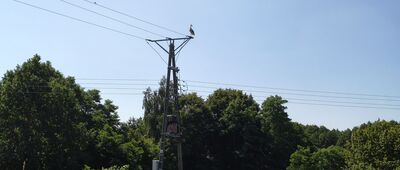 Pikulawka, rozejście szlaków ↔ Wojciechów