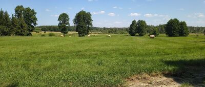 Wojciechów ↔ Serniawy