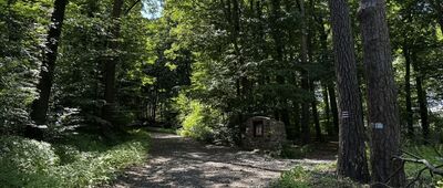 Rezerwat Las Bukowy