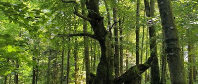 Pod Kiczerką ↔ Skrzyżowanie pod Korbanią