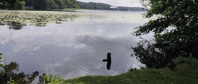 Mrągowo, molo ↔ Mrągowo, ul. Giżycka
