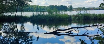 Dąbrowa-Las ↔ Prawiedniki, ul. Osmolicka