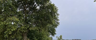 Pysząca ↔ Pogalewo Małe