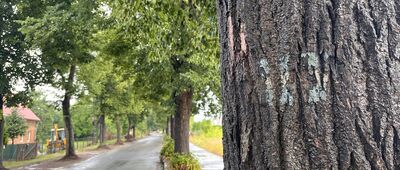 Lubiąż ↔ Lubiąż Północny [Stare znaki Szlaku Archeologicznego]