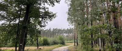 Rozejście szlaków niebieski / zielony ↔ Tarchalice