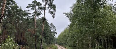 Tarchalice ↔ Orzeszków, rozejście szlaków