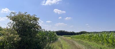Wińsko, Plac Wolności ↔ Rogów Wołowski, rozejście szlaków