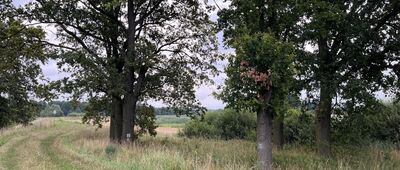Kędzie ↔ Chodolewo, kanał Kokot