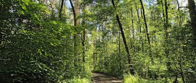 Zienki, granica parku narodowego ↔ Jamniki, granica parku narodowego
