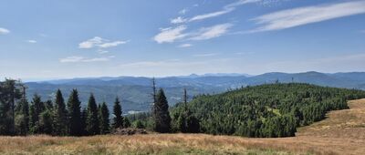 Hala Redykalna