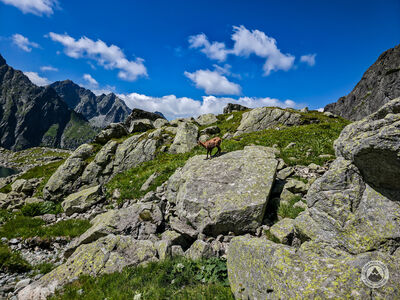 Kozica nad Litworowym Stawem