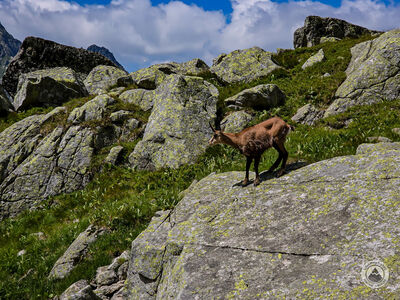 Kozica nad Litworowym Stawem