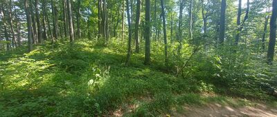 Hyrlata ↔ Roztoki Górne [Pilnik i biegnący przy nim zielony szlak]